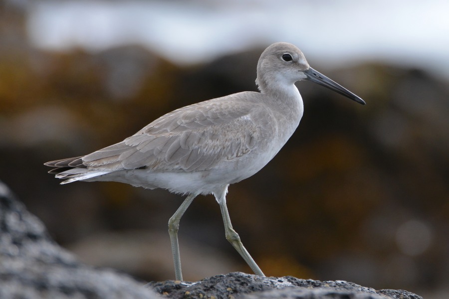 Willet