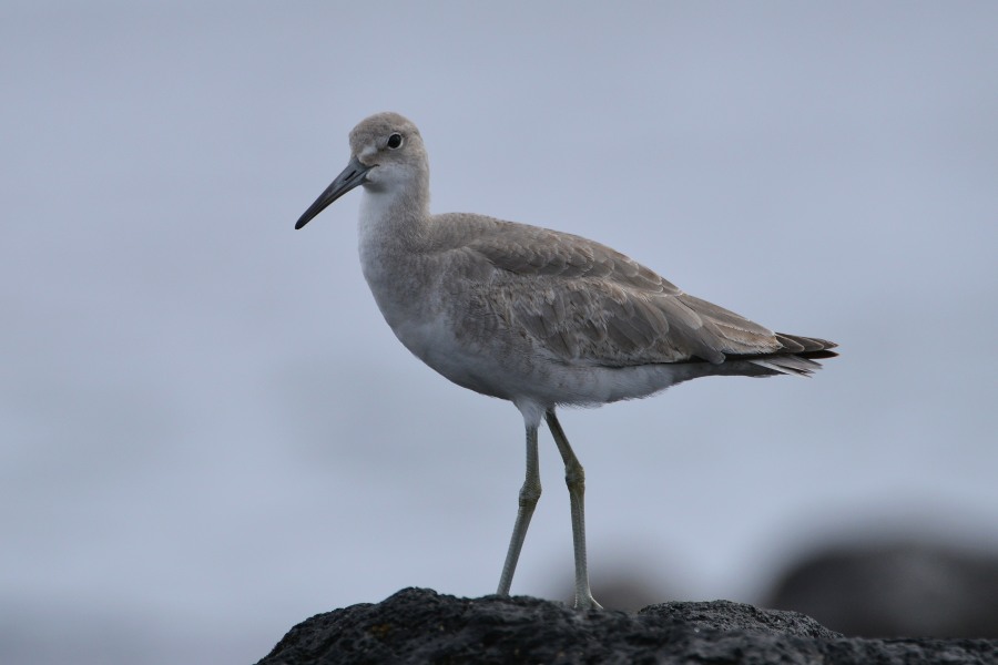 Willet