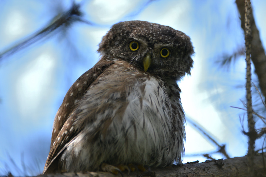 Pygmy Owl