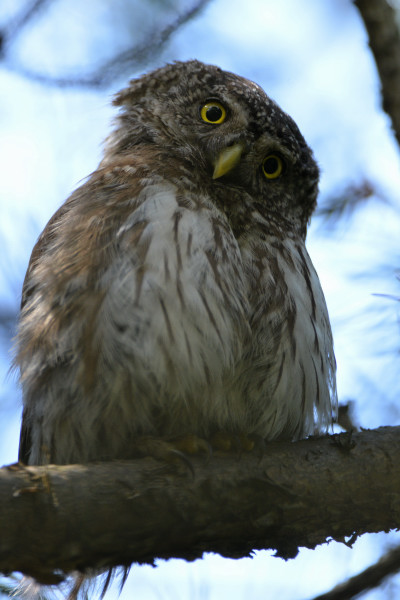 Pygmy Owl