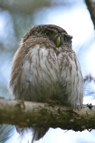 Pygmy Owl