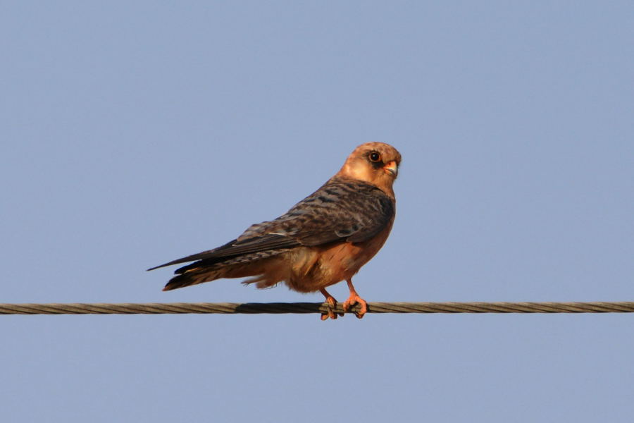 Red-footed Falcon - female