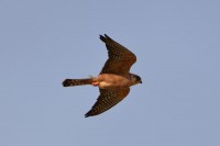 Red-footed Falcon - female