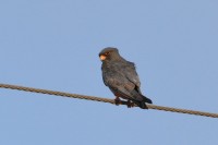 Red-footed Falcon - male