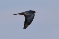 Red-footed Falcon - male