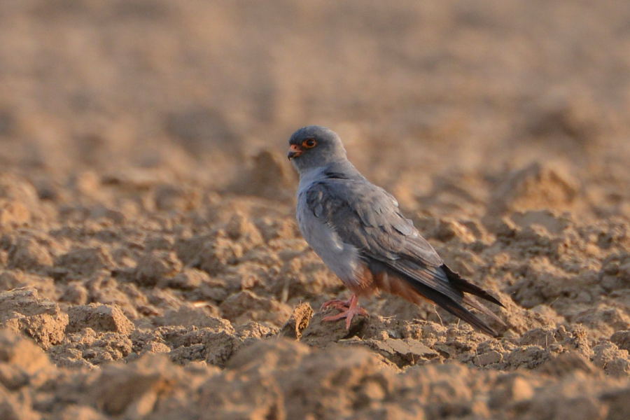 Red-footed Falcon - male