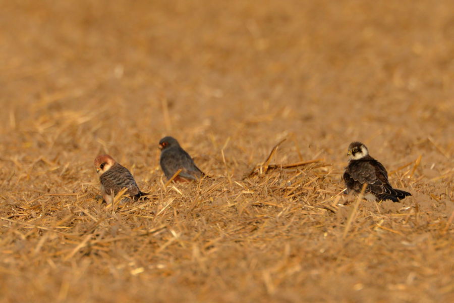 Red-footed Falcon