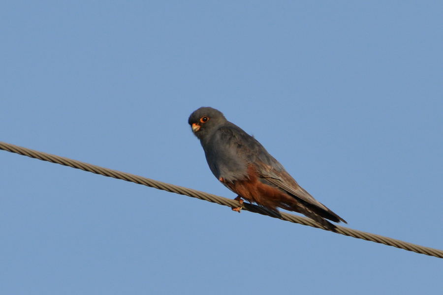 Red-footed Falcon - male