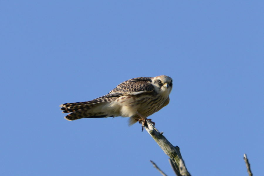 Red-footed Falcon - juv