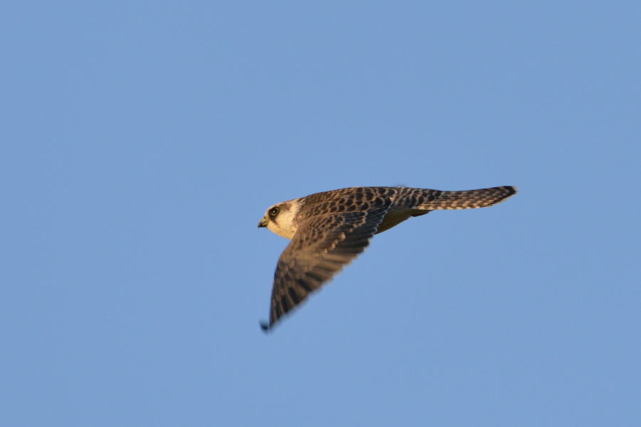 Red-footed Falcon - juv