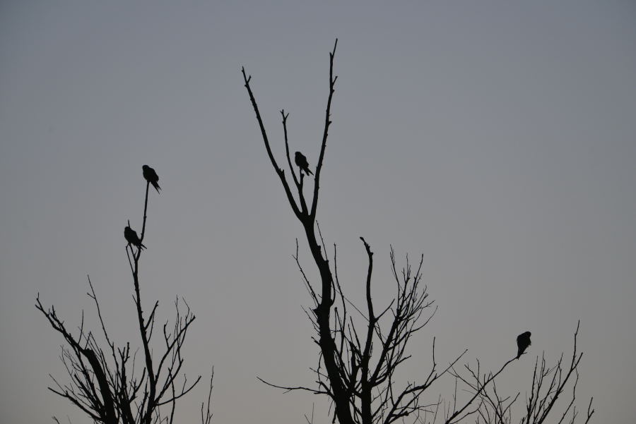 Red-footed Falcon