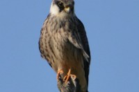 Red-footed Falcon - juv