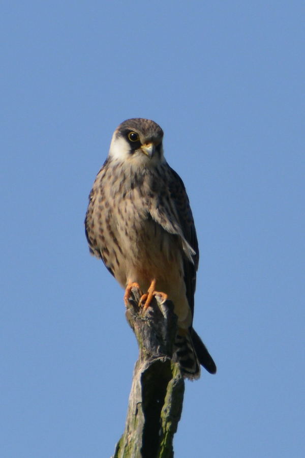 Red-footed Falcon - juv