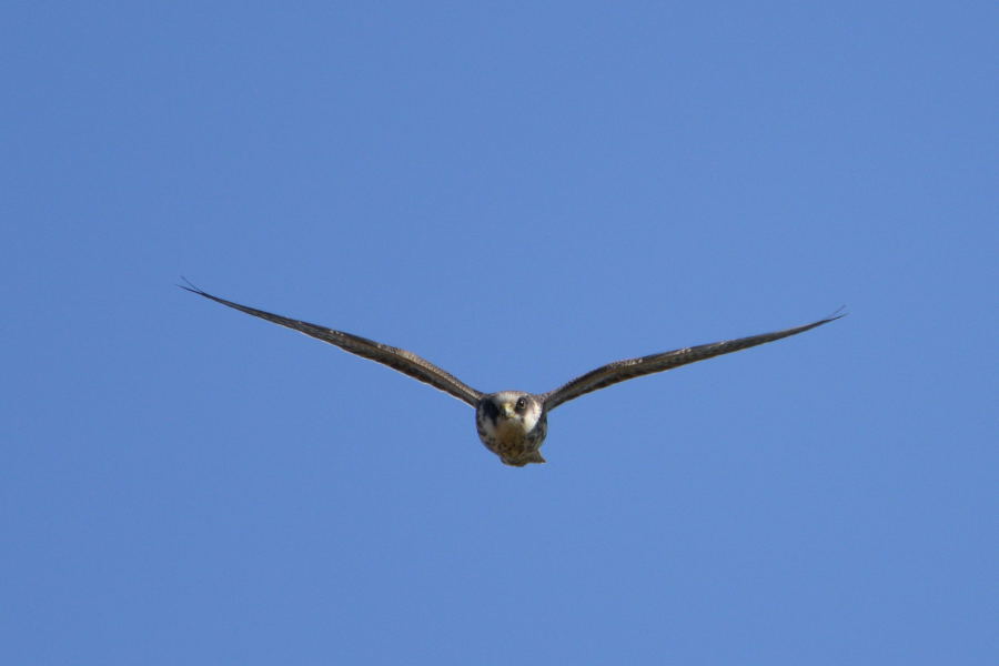 Red-footed Falcon - juv