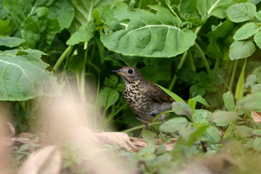 Grey-cheeked Thrush