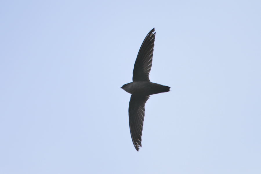 Chimney Swift