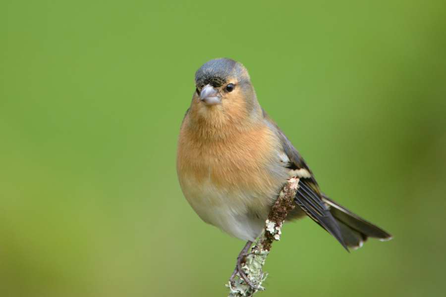 Chaffinch