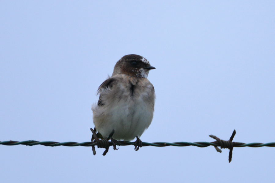 Cliff Swallow