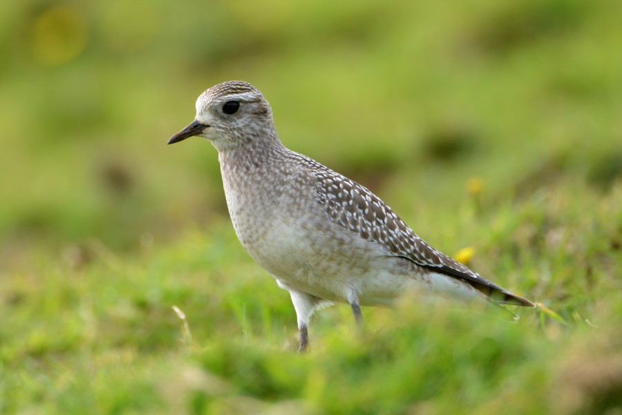 American Golden Plover