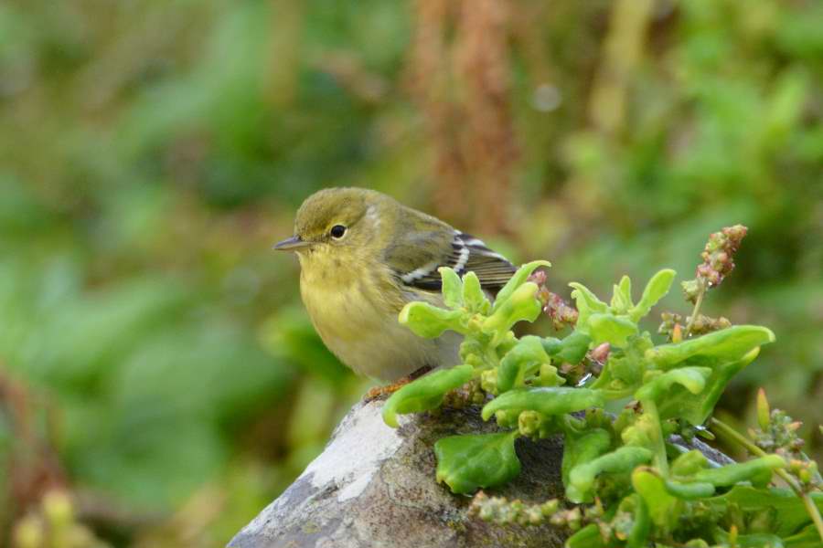 Blackpoll Warbler