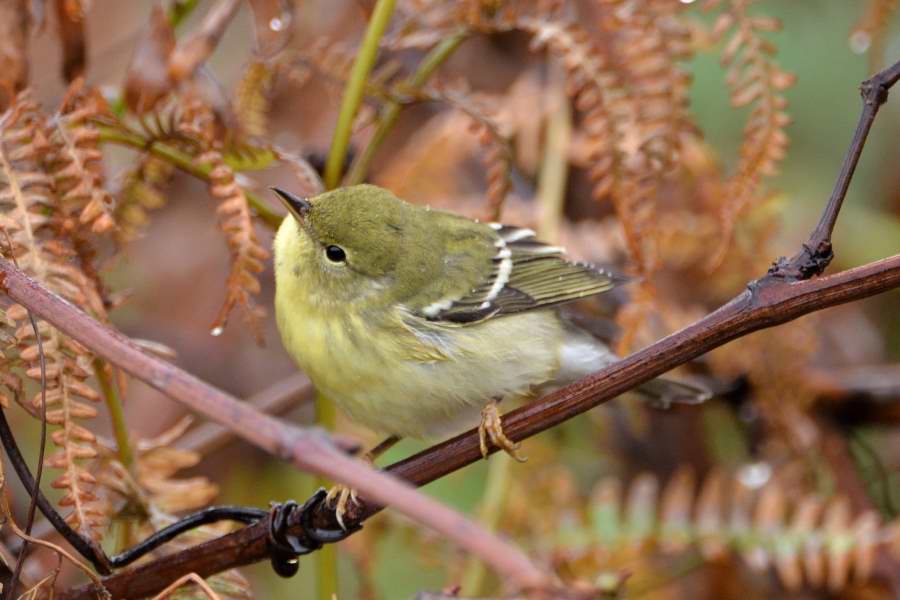 Blackpoll Warbler