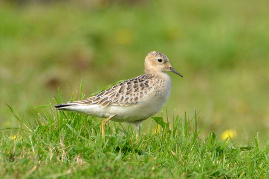 Buff-breasted Sandpiper