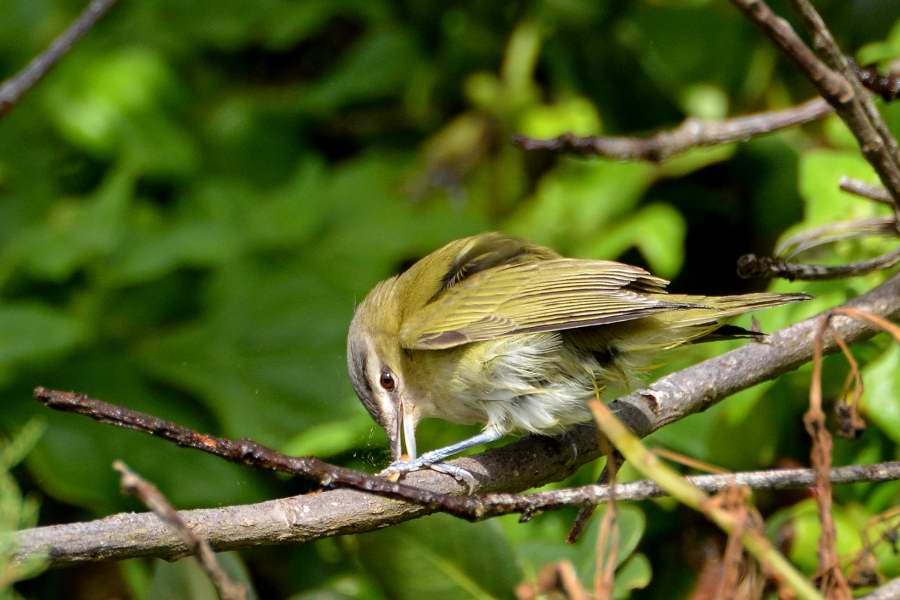 Red-eyed Vireo