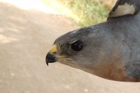 Levant Sparrowhawk, male