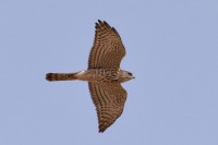 Levant Sparrowhawk, juv
