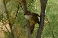 Clamorous Reed-Warbler