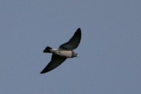 Ashy Woodswallow