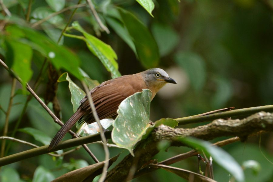 Ashy-headed Laughingthrush, endemic