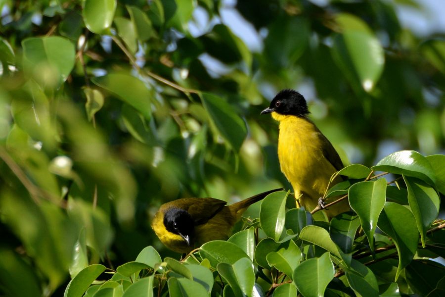 Black-capped Bulbul