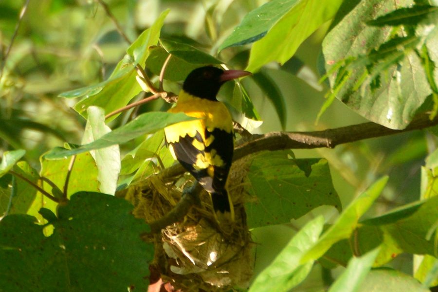 Black-hooded Oriole, endemic