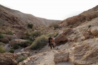 Looking for a Sinai Resefinch in Wadi Salvadore