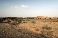 Looking for Arabian Warbler in Shazef Natrura Reserve near En Hazeva