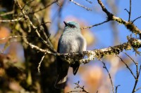 Dull-blue Flycatcher, endemic