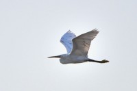 Western Reef-Egret