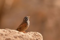 Striated Bunting