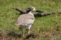 Great Stone-Curlew