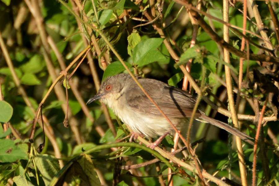 Grey-breasted Prinia, endemic