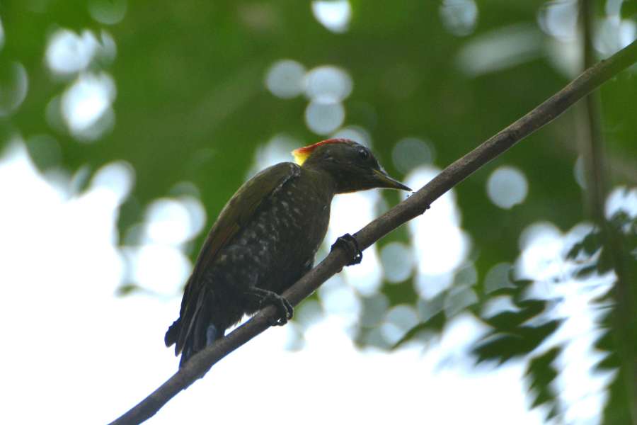 Lesser Yellownape, endemic