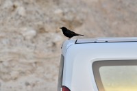 Tristram's Starling are very friendly birds