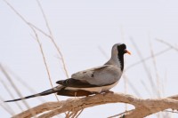 Namaqua Dove