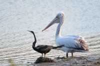 Spot-billed Pelican&Oriental Darter