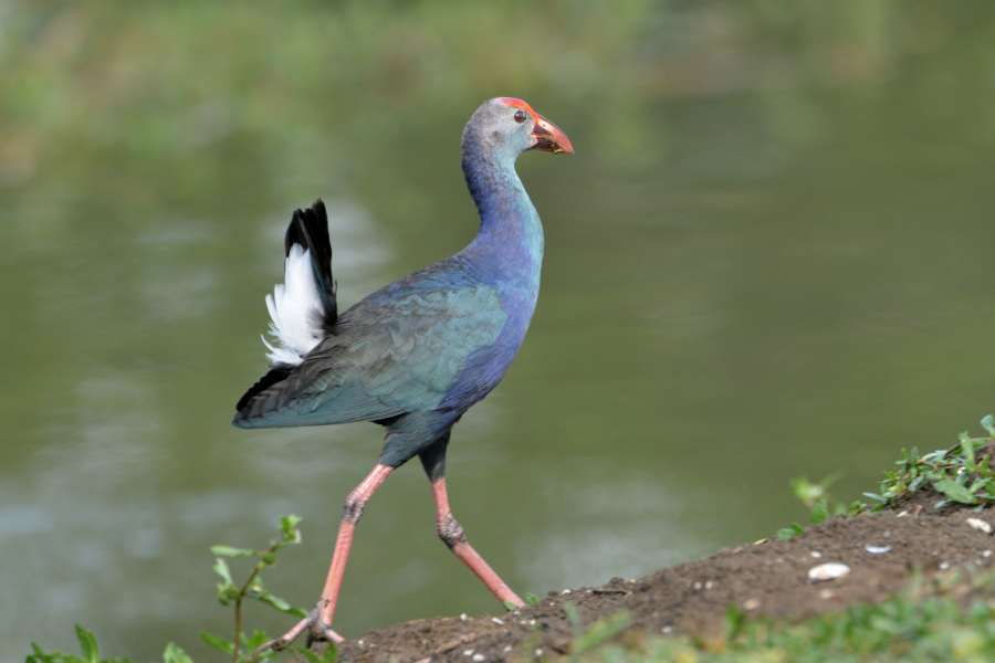 Purple Swamphen