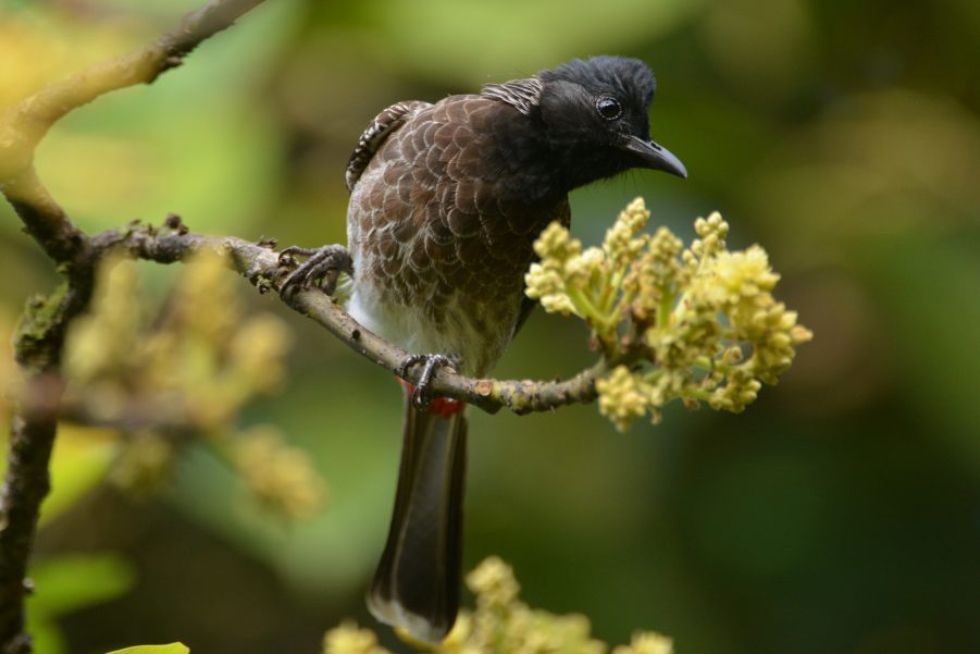 Red-vented Bulbul, endemic