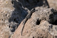 Roughtail rock agama