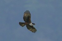 Rufous-bellied Hawk-Eagle
