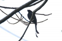 Sri Lanka Drongo, endemic